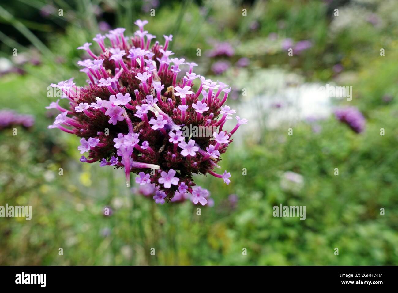 Verbena bonariensis, le purpetop vervain, clustertop vervain, argentin vervain, grand verbène ou joli verbène Banque D'Images