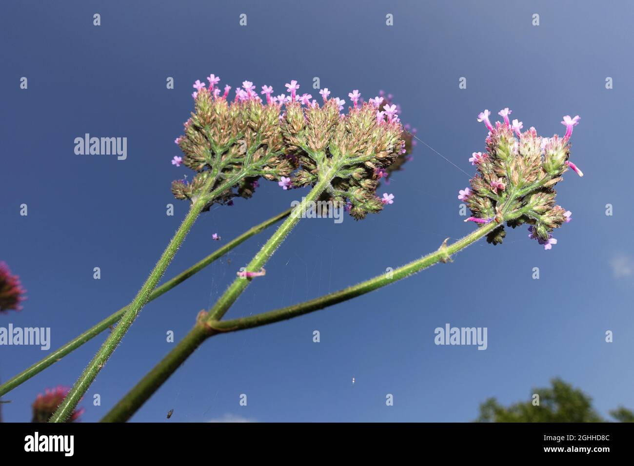 Verbena bonariensis, le purpetop vervain, clustertop vervain, argentin vervain, grand verbène ou joli verbène Banque D'Images