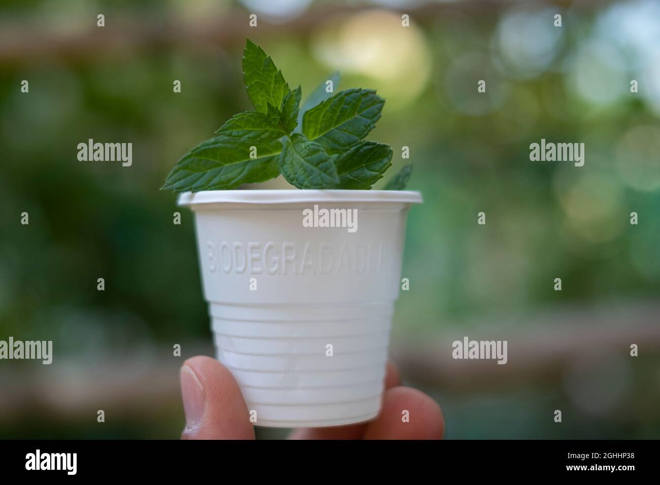 Verre plastique écologique biodégradable, emballage écologique Banque D'Images