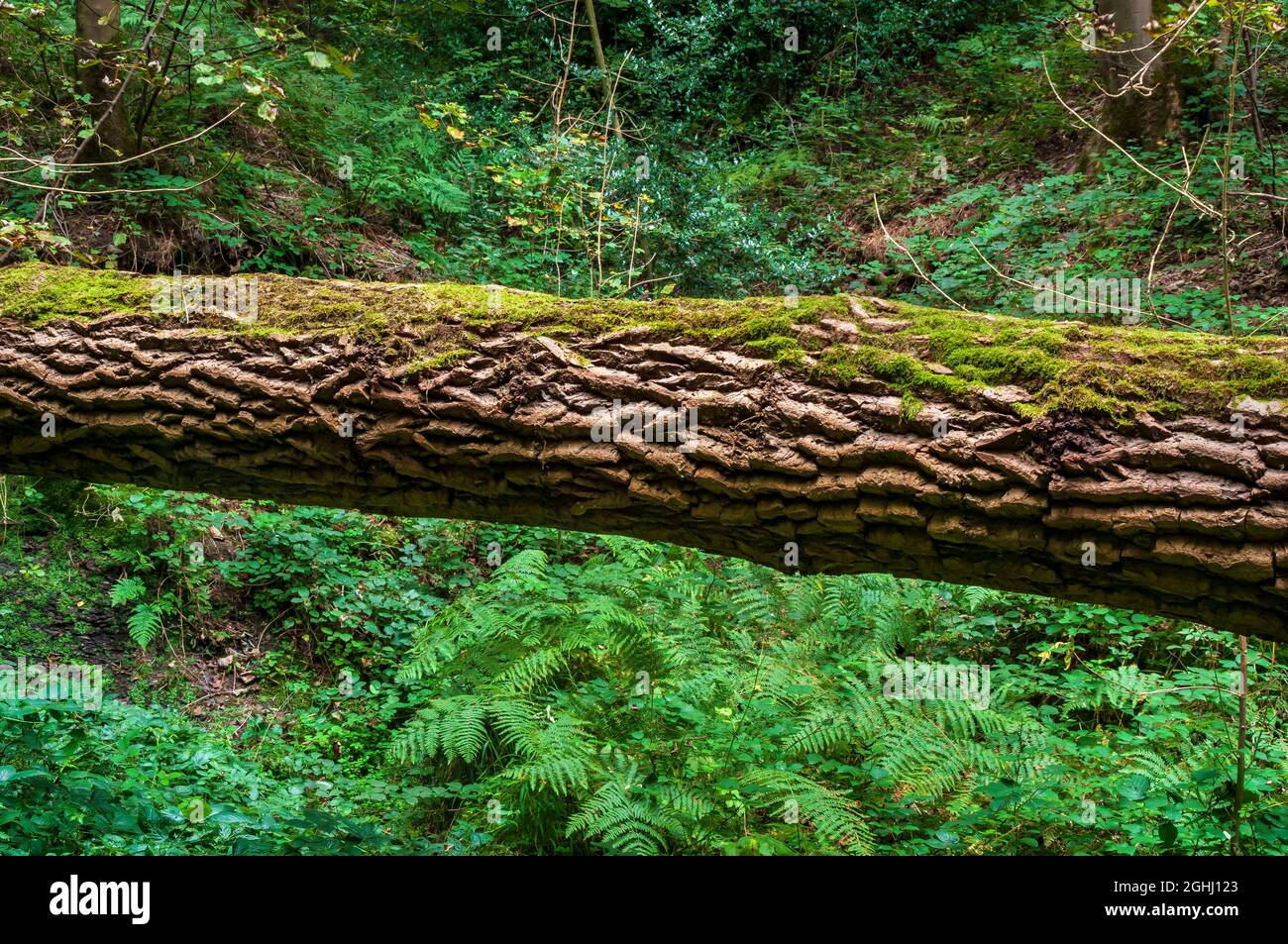 Peuplier noir italien brisé avec écorce grossièrement texturée, posé horizontalement par un ruisseau dans le bois de Leeshall, vallée de Gleadless, Sheffield. Banque D'Images