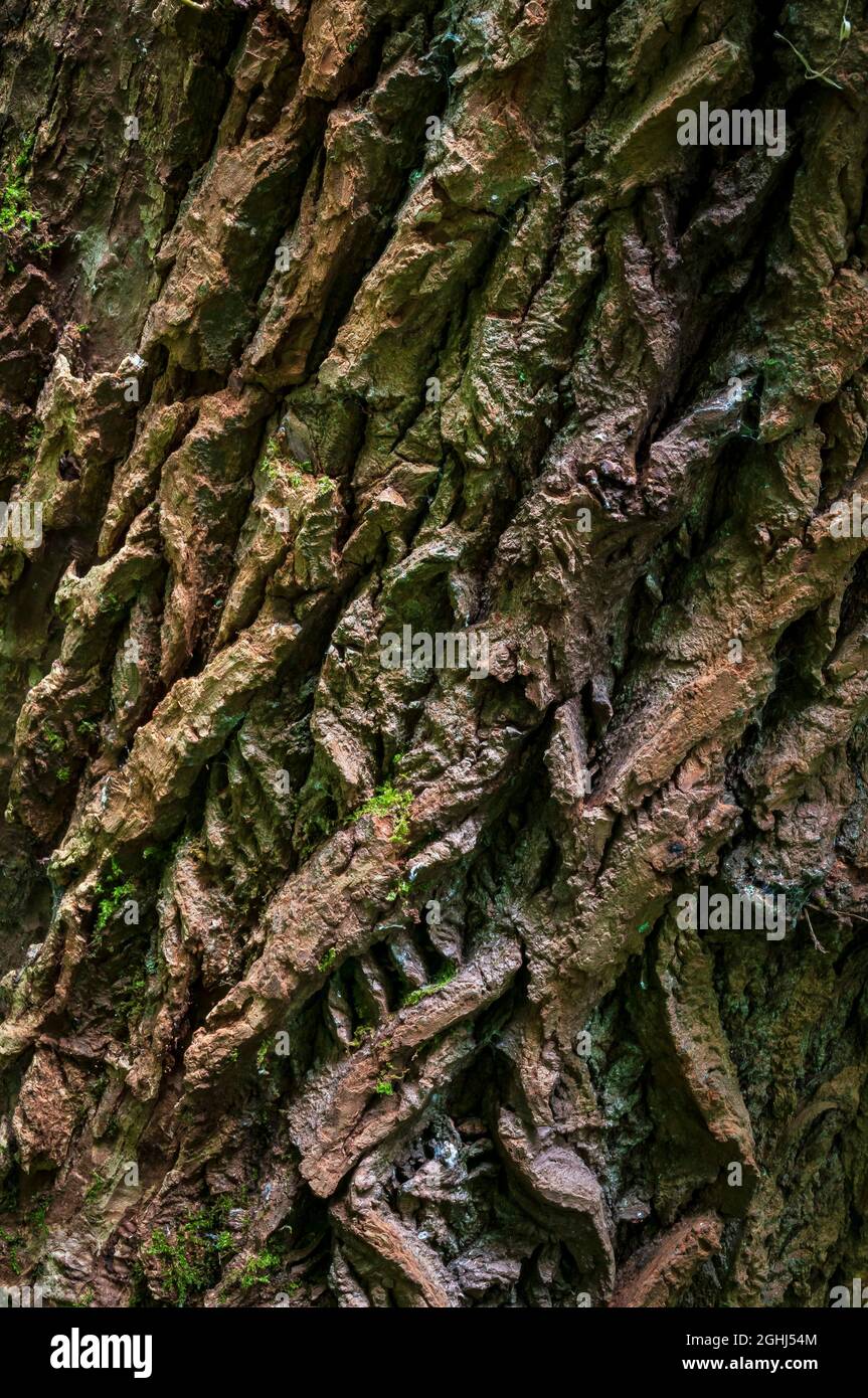 L'écorce grossièrement texturée d'un peuplier noir italien, avec des crêtes et des sillons profonds caractéristiques, dans le bois de Leeshall, dans la vallée de Gleadless, à Sheffield. Banque D'Images