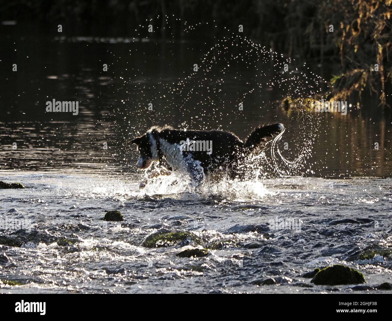 Unique exubérant ferme Sheepdog jouant dans la rivière en hiver créant des modèles rétroéclairés comme il éclabousse et des romps dans les eaux peu profondes Cumbria, Angleterre, Royaume-Uni Banque D'Images