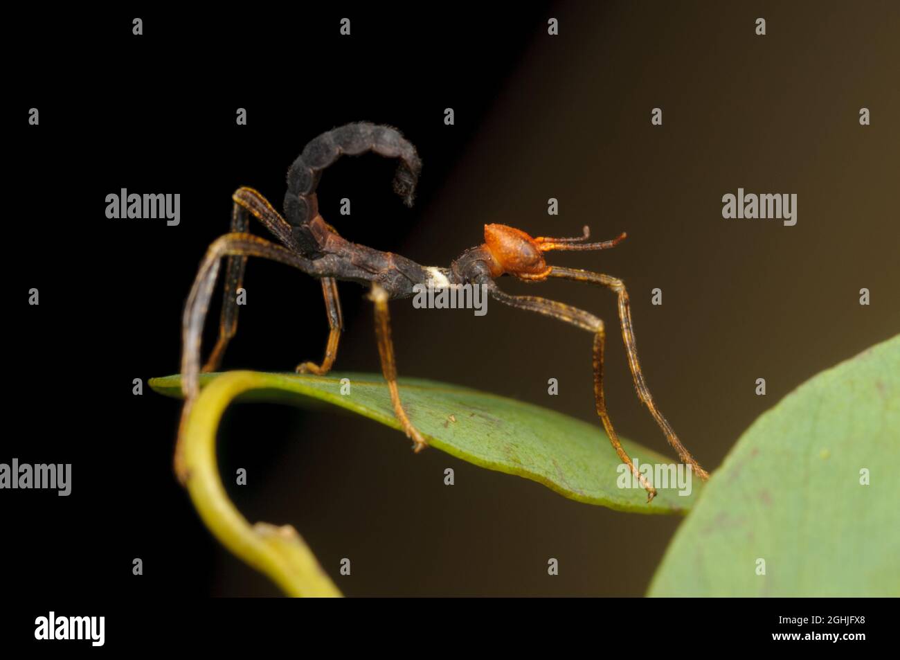 Macleay's Specter nymph, Extatosoma tiaratum, Sydney, Nouvelle-Galles du Sud, Australie. Banque D'Images