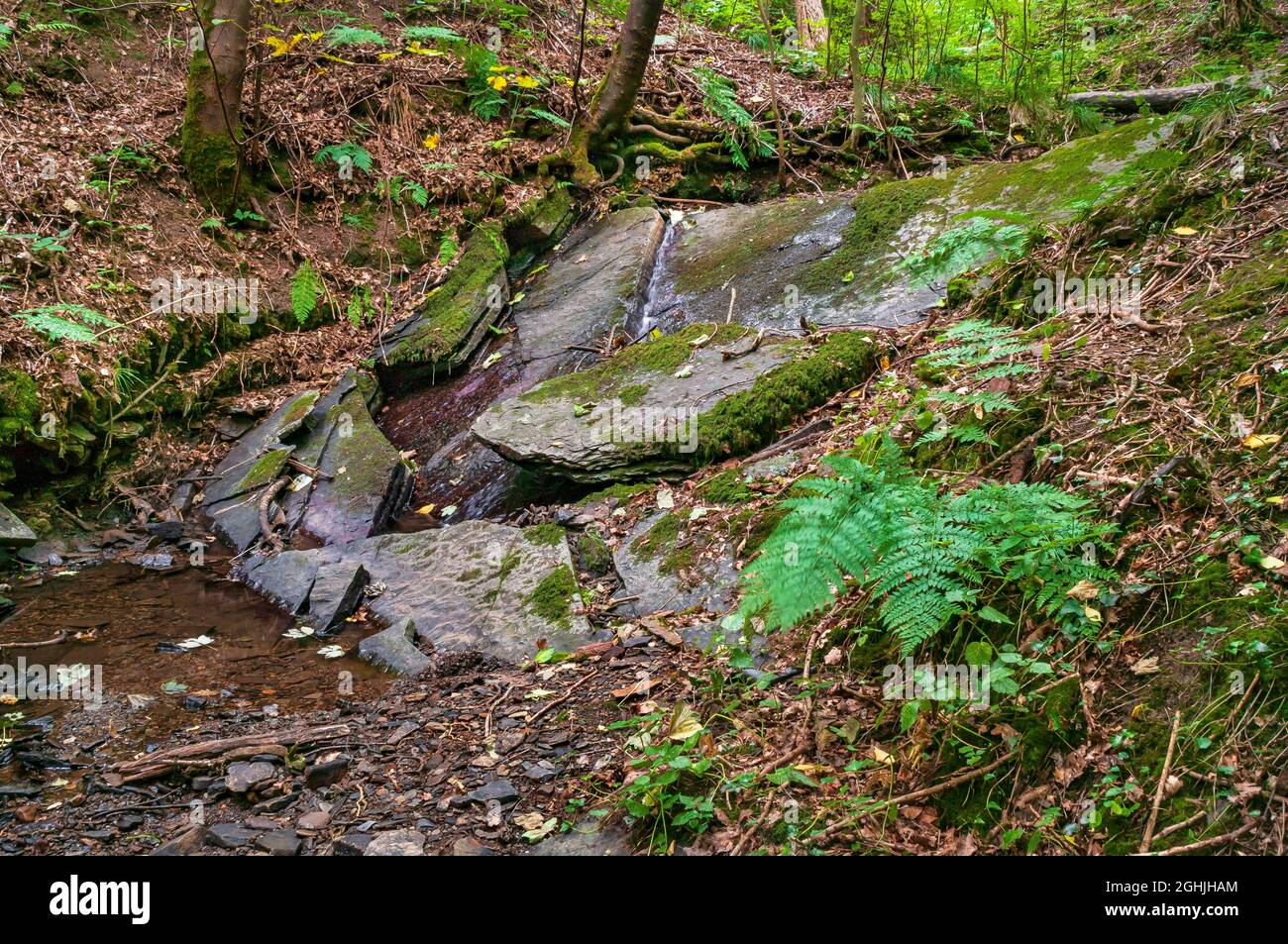 Des lits en grès à forte pente créent une petite cascade sur un ruisseau à Leeshall Wood, dans la vallée de Gleadless, à Sheffield. Banque D'Images
