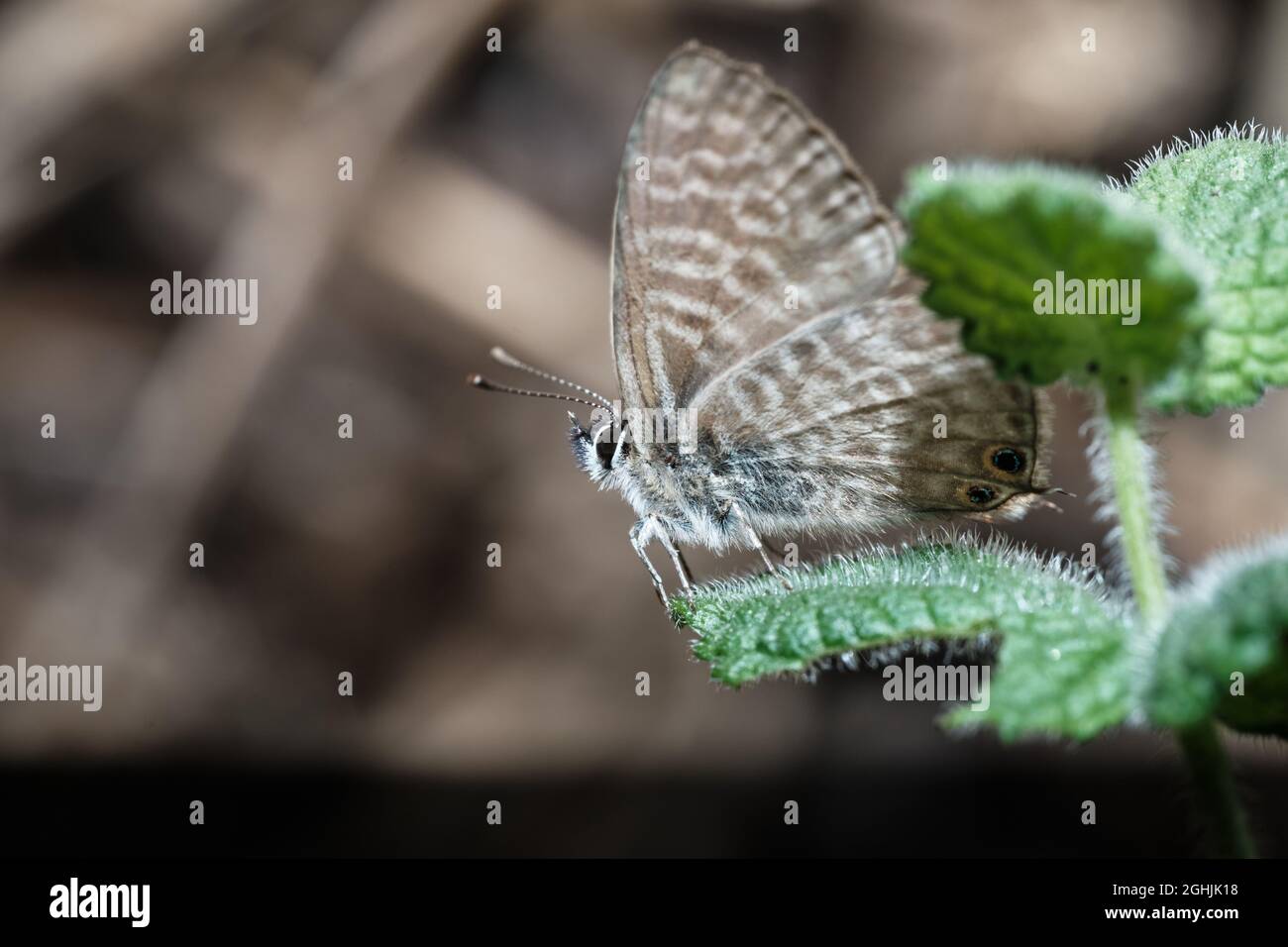 Langs bleu à queue courte (Leptotes pithous) Banque D'Images
