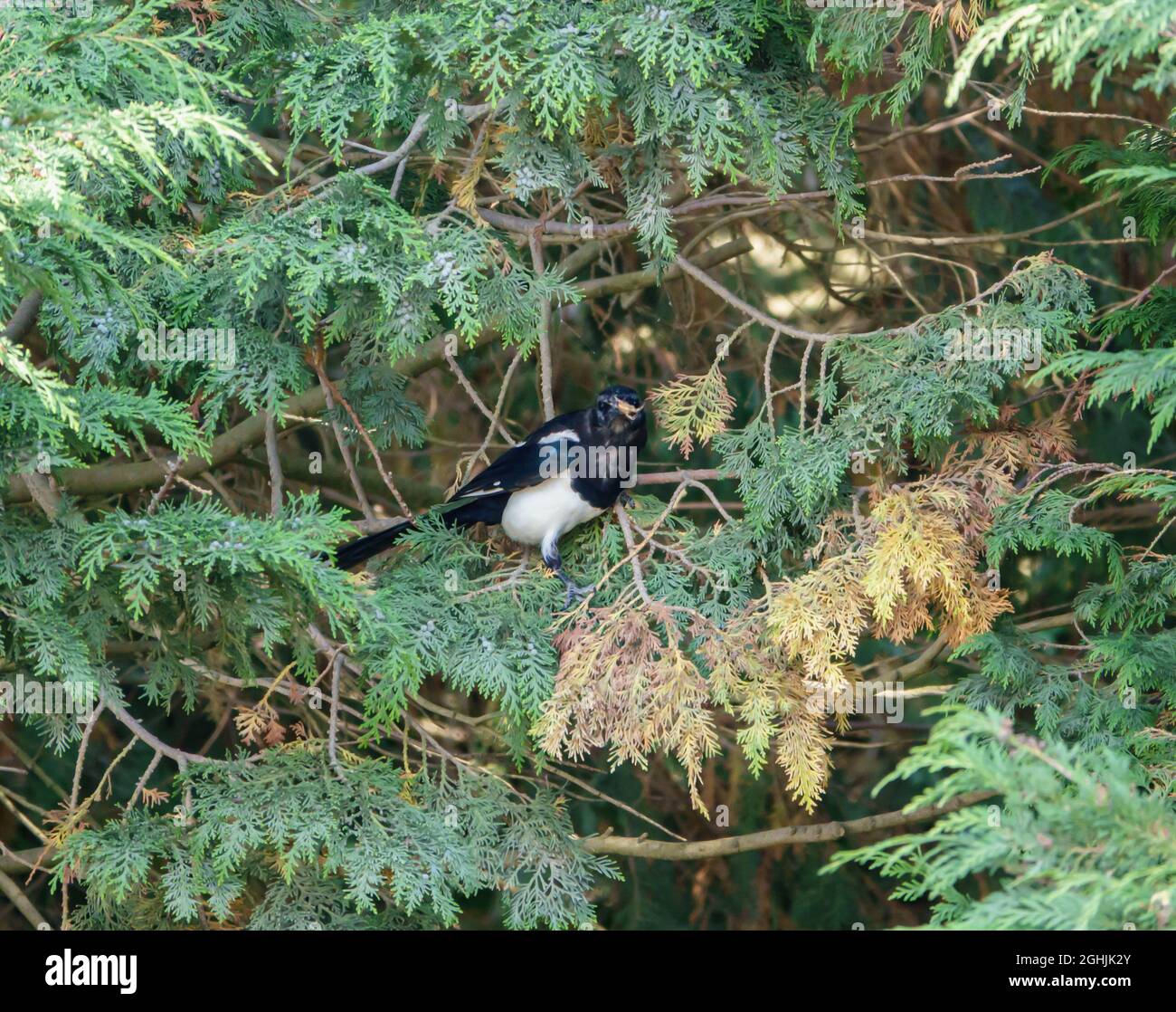 Un magpie (Pica pica) attire les yeux et attrape une araignée de jardin européenne (Araneus diadematus) pour la subsistance Banque D'Images
