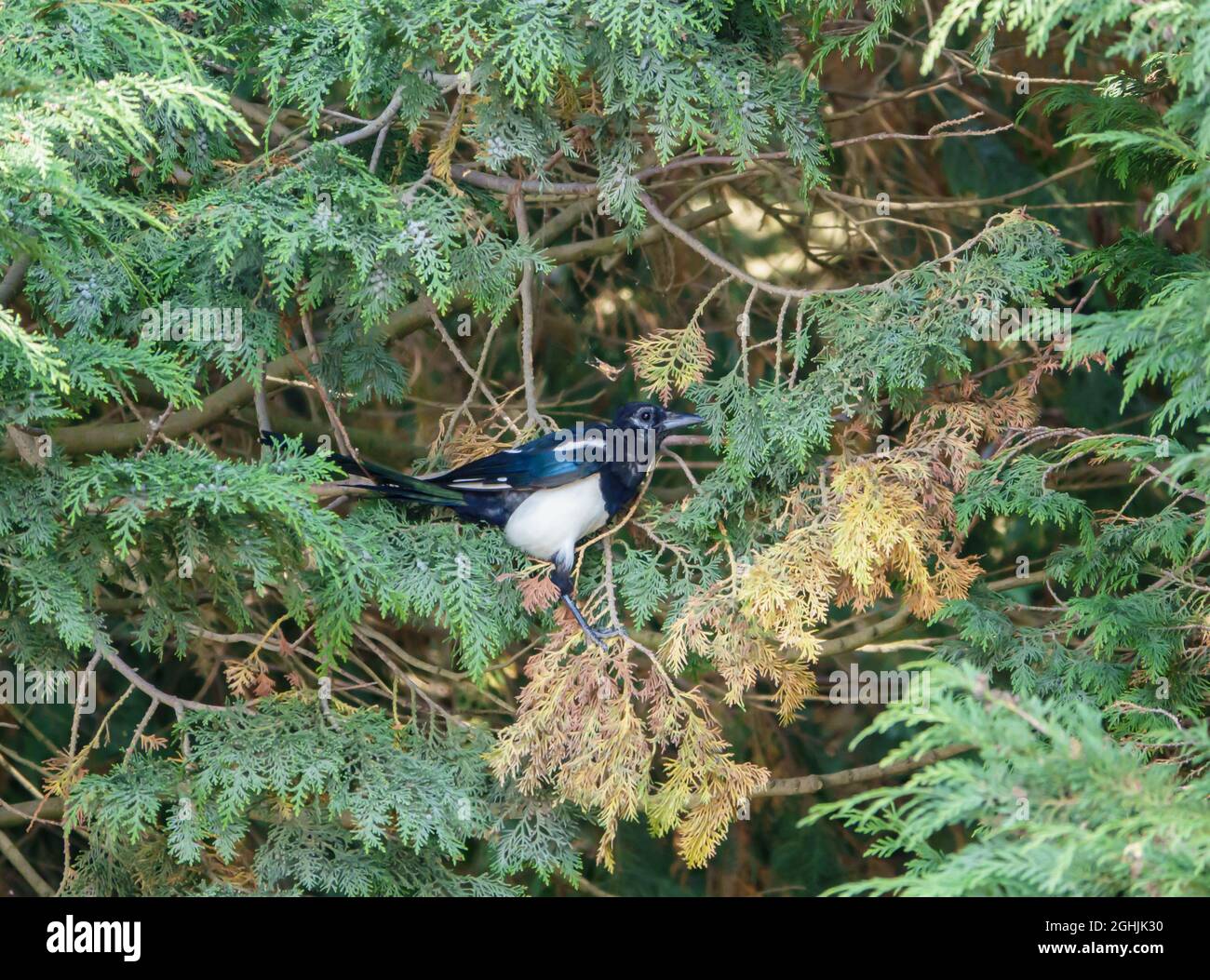 Un magpie (Pica pica) attire les yeux et attrape une araignée de jardin européenne (Araneus diadematus) pour la subsistance Banque D'Images