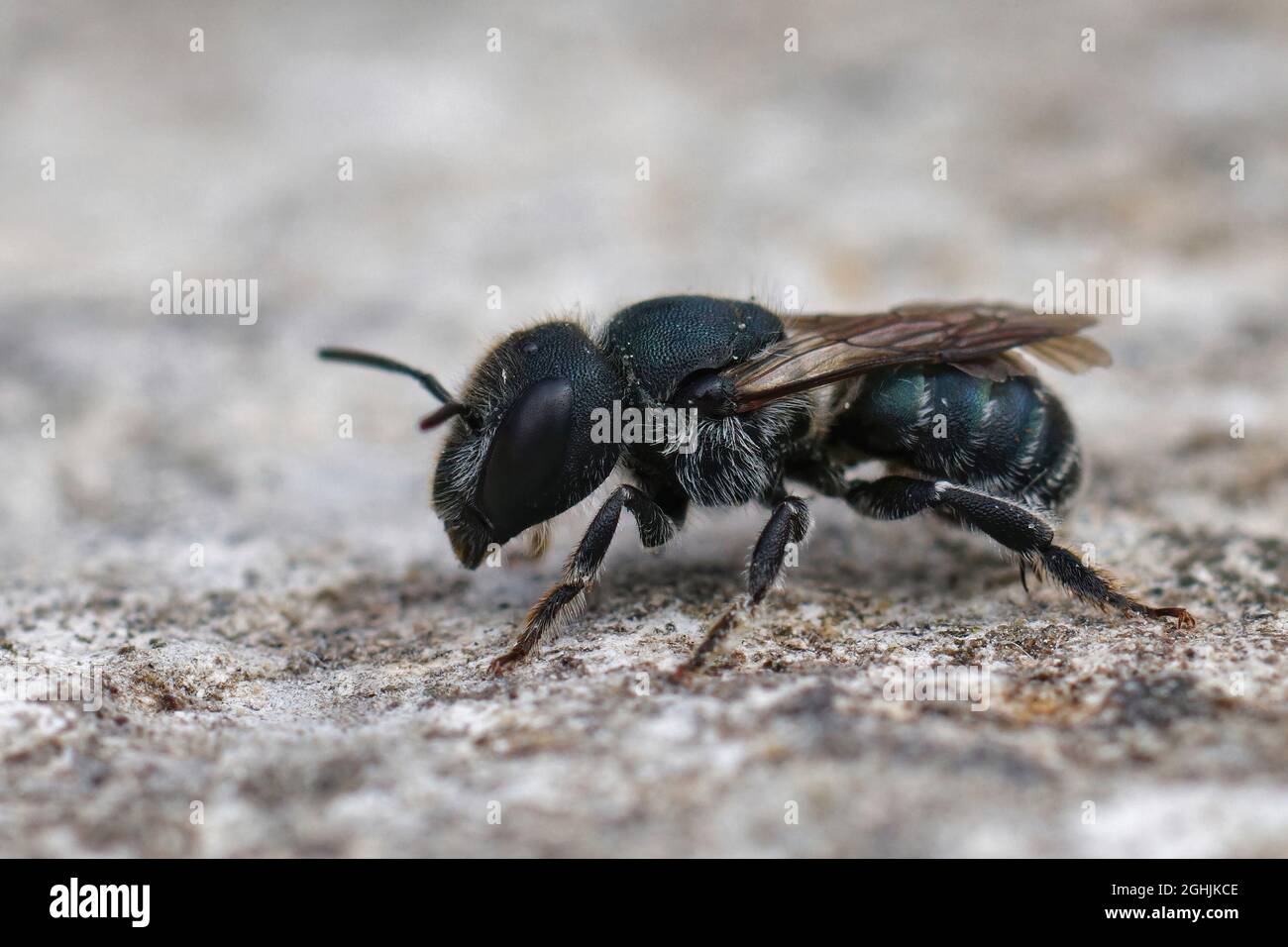 Gros plan d'une femelle de l'abeille mason bleue, Osmia caerulescens Banque D'Images