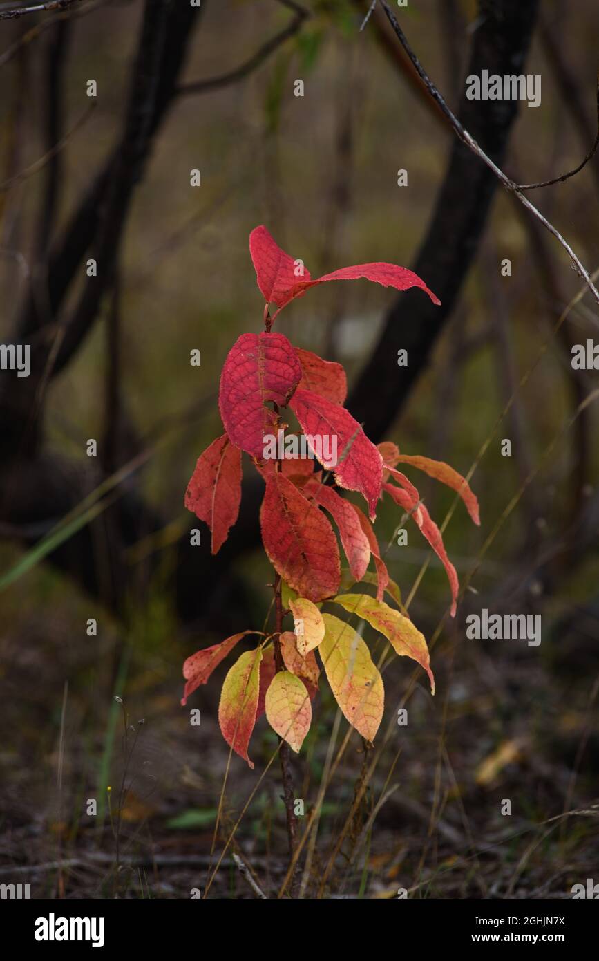 Le feuillage d'un petit oiseau de cerise de près après le froid d'automne. Les couleurs du feuillage sont semblables au plumage d'un perroquet Banque D'Images