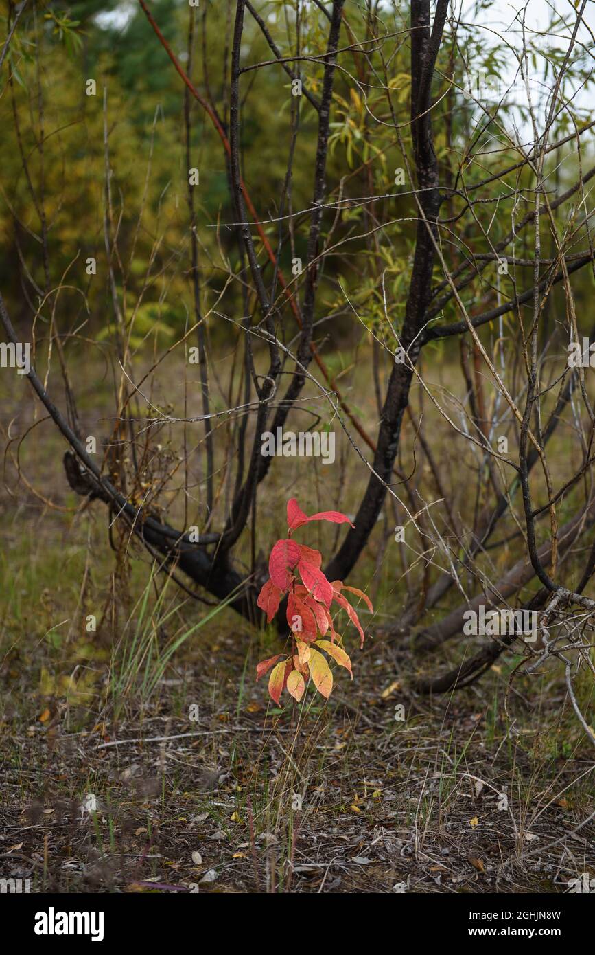 Le feuillage d'un petit oiseau de cerise de près après le froid d'automne. Les couleurs du feuillage sont semblables au plumage d'un perroquet Banque D'Images