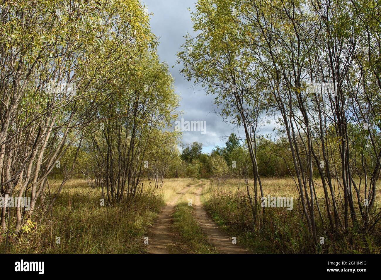Un paysage pittoresque. Une route de campagne traversant une forêt de saules et des champs avec des herbes jaunées du froid d'automne. Banque D'Images