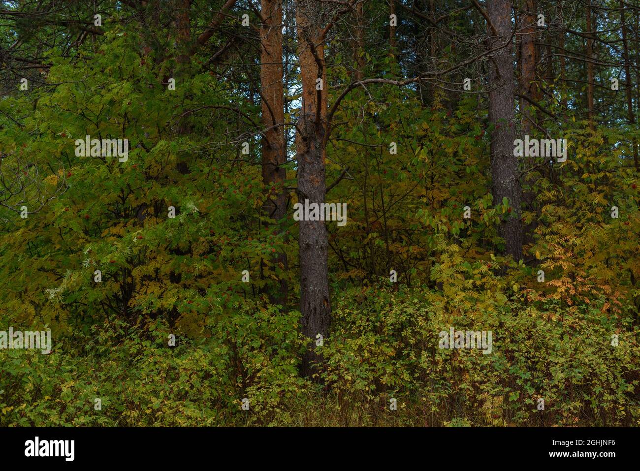 Couleurs de l'automne. Paysage. Forêt mixte. Feuilles et herbes colorées au début de l'automne. Banque D'Images