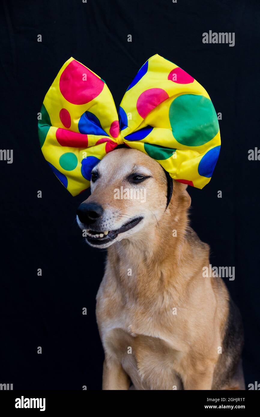 portrait d'un chien avec un gros noeud à pois sur la tête Photo Stock -  Alamy