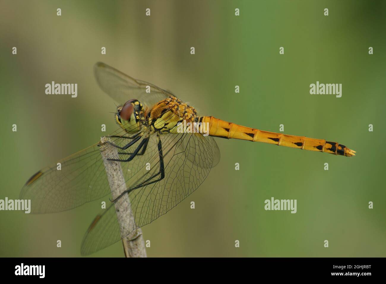 Gros plan d'une femelle du très rare et en voie de disparition darter , Sym Banque D'Images