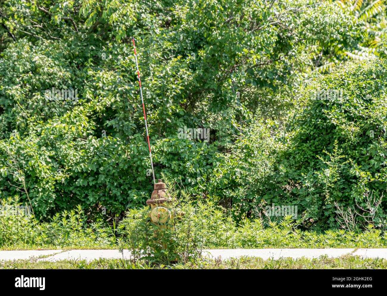 Ancienne borne d'incendie surcultivée avec des mauvaises herbes Banque D'Images