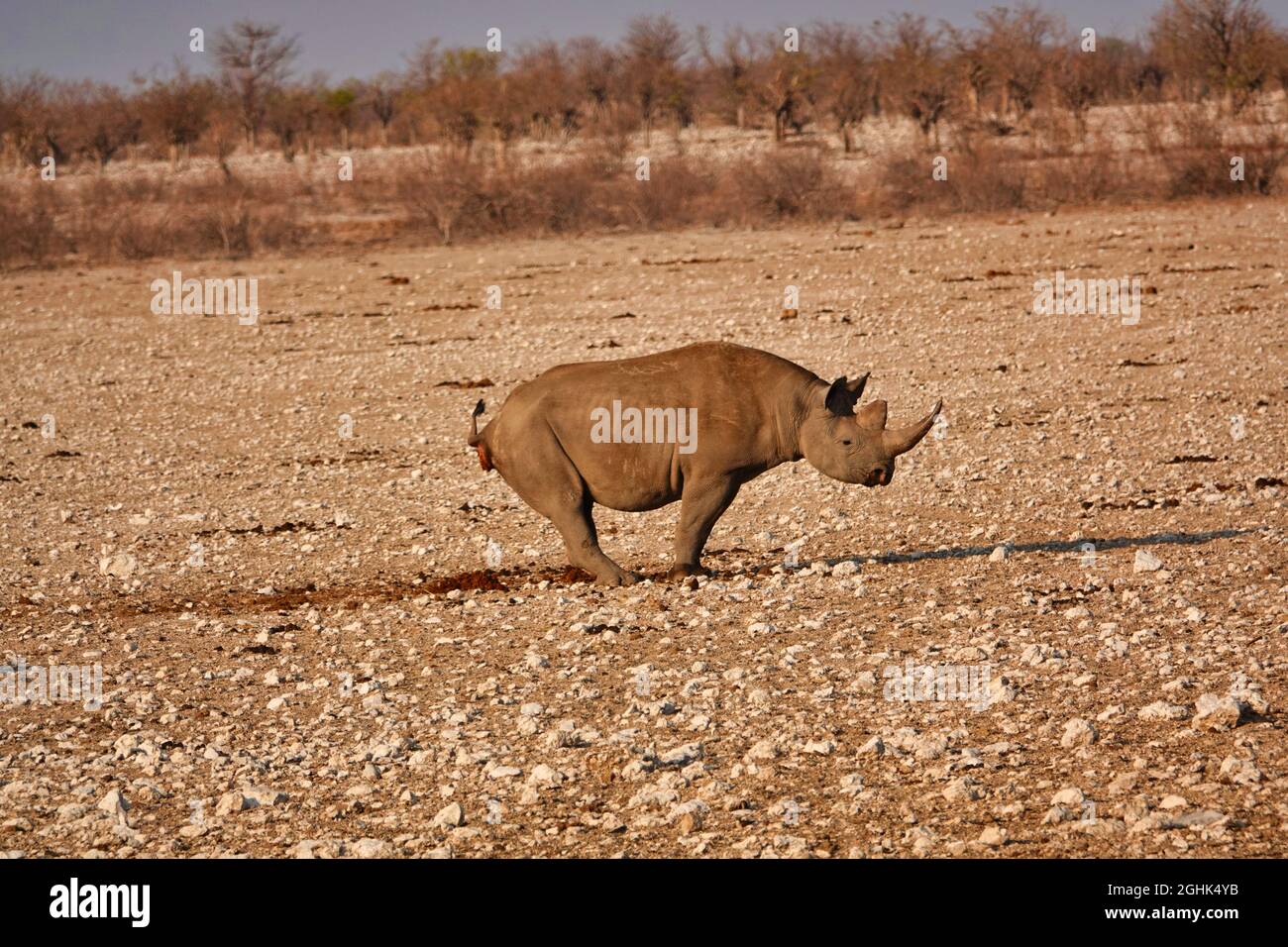 Un rhinocéros défécate sur une plaine de gravier jaune. Mode de vie de divers animaux sauvages dans le parc national d'Etosha. Namibie. Afrique du Sud. Octobre 2019 Banque D'Images