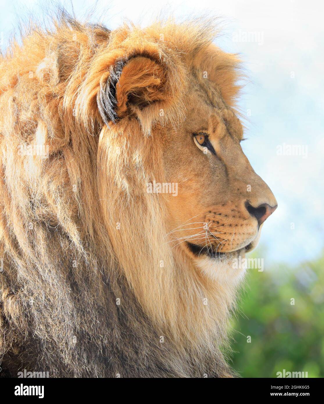 Portrait latéral d'un Lion isolé sur fond blanc Banque D'Images