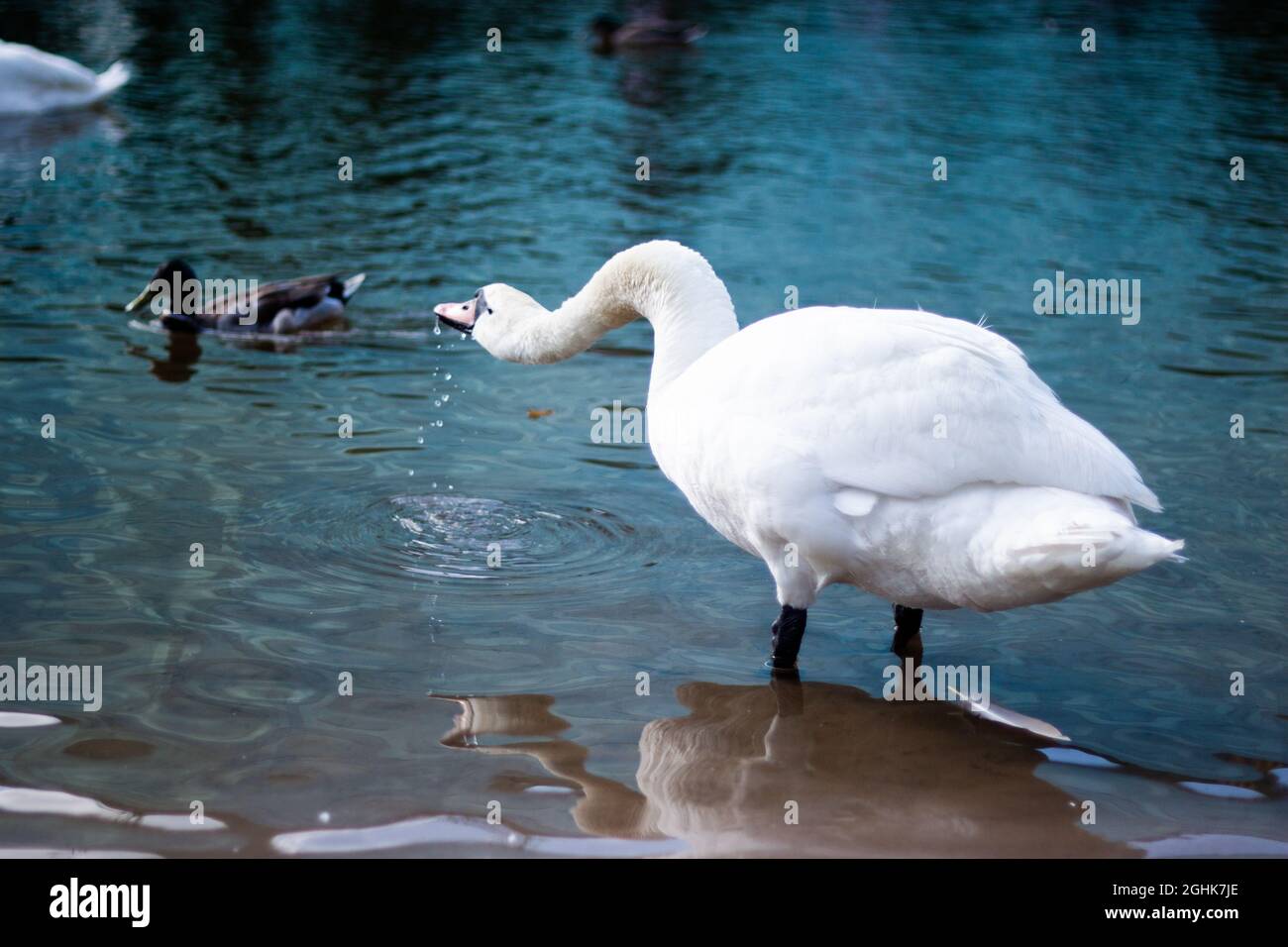 Cygne blanc eau potable vue arrière eau qui coule du bec | magnifique neige cygne blanc eau potable sur un rivage, la sauvagine en arrière-plan Banque D'Images