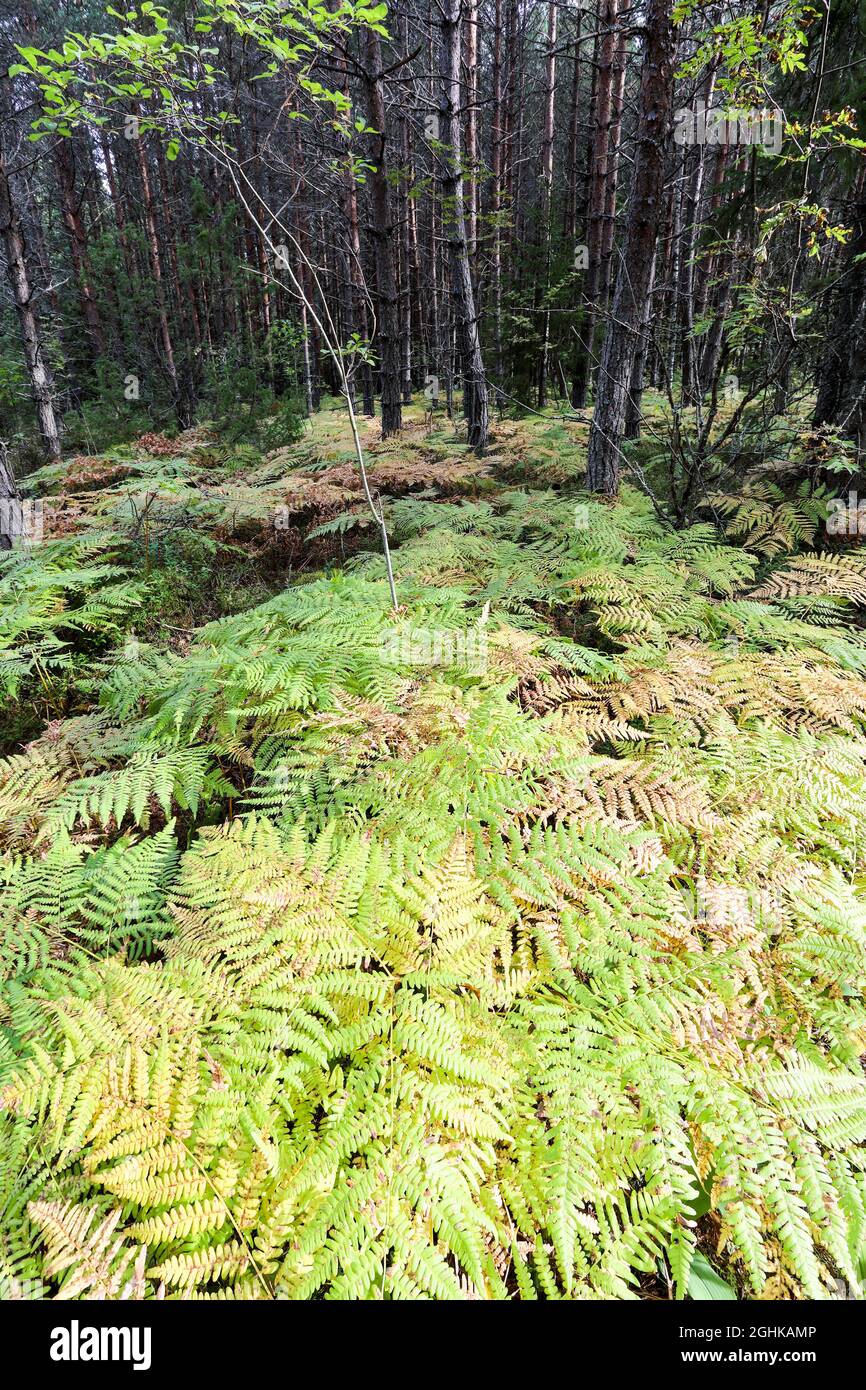 Bracken commun (Pteridium aquilinum) Banque D'Images