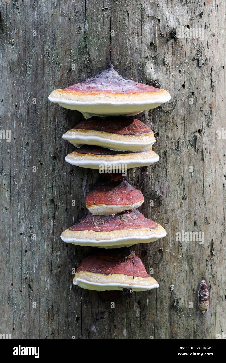 Ceinture rouge conk (Fomitopsis pinicola) Banque D'Images