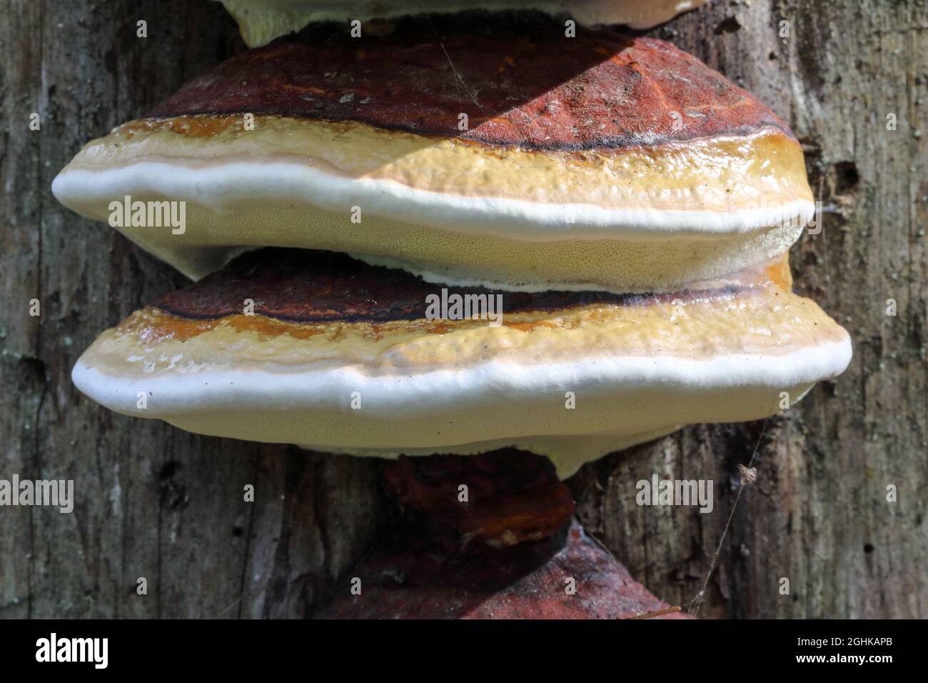 Ceinture rouge conk (Fomitopsis pinicola) Banque D'Images