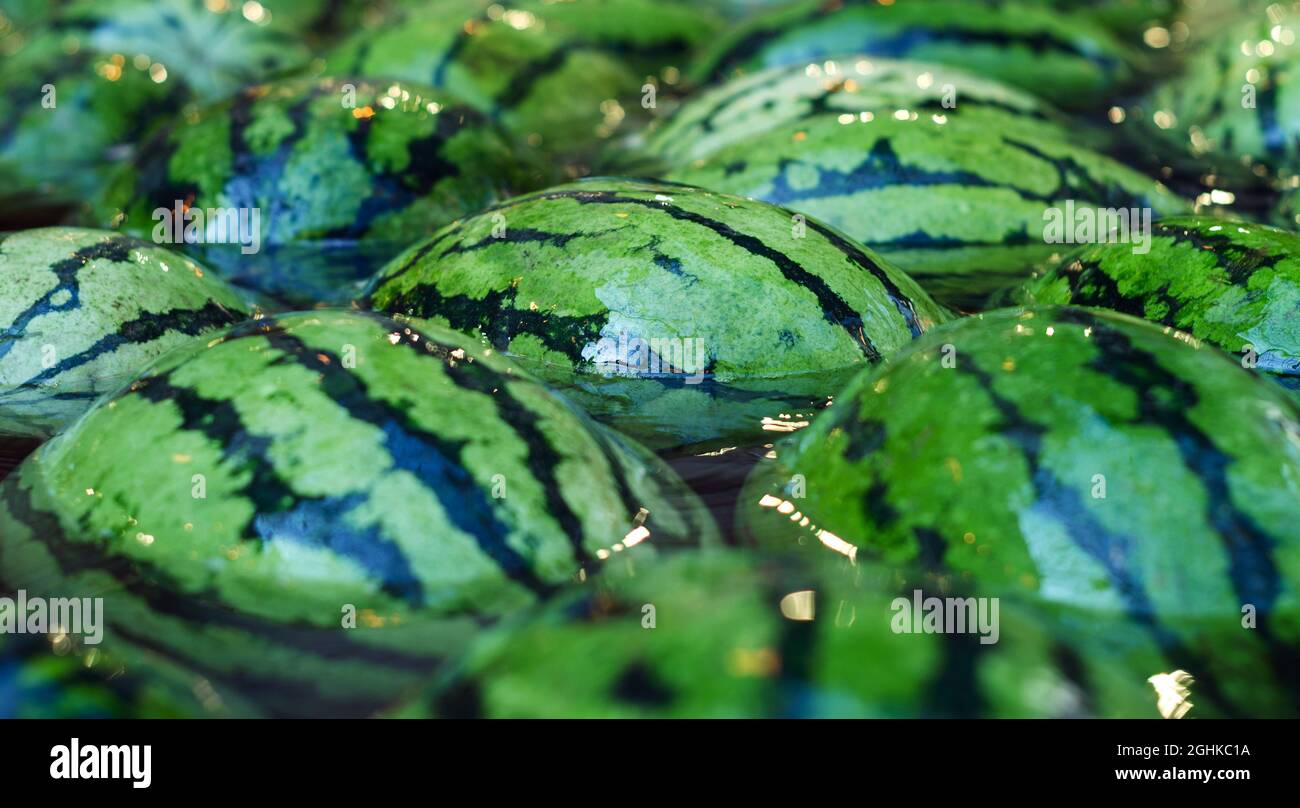 Fond de fruit. Beaucoup de grandes pastèques mûres bio vert doux dans l'eau. Nutrition et vitamines. Un régime alimentaire sain et cru. Banque D'Images