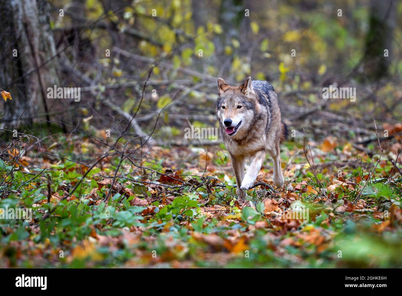Loup (Canis lupus) marchant dans la forêt colorée d'automne. Banque D'Images