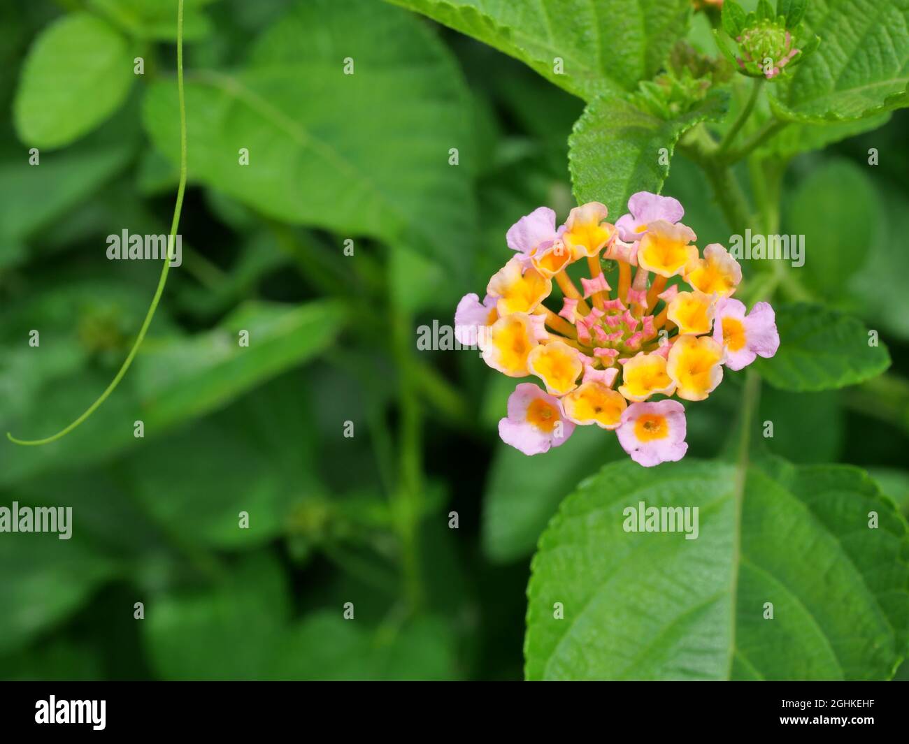 West Indian Lantana Blossom ( Lantana camara ) avec fond vert naturel, Groupe de petites fleurs avec pétales roses et pollen jaune Banque D'Images