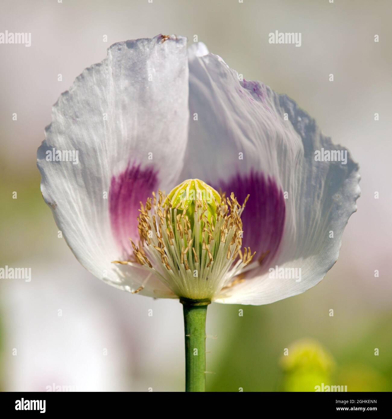 Détail du pavot à opium en fleurs papaver somniferum, fleur de pavot de  couleur blanche est cultivé en République tchèque Photo Stock - Alamy