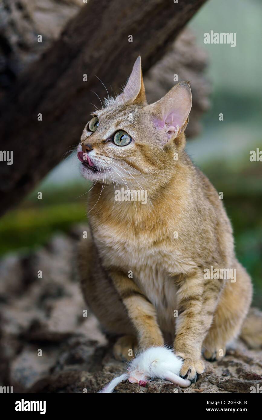 Chat Sauvage D Arabie Avec Proie Felis Silvestris Gordoni Egalement Connu Sous Le Nom De Chat Sauvage De Gordon Animaux Sauvages Photo Stock Alamy