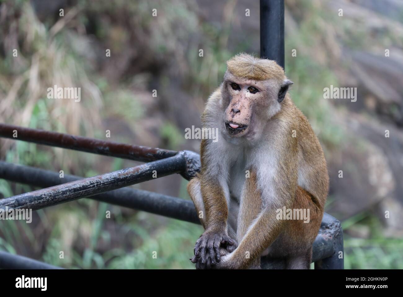 Le singe attend quelque chose à manger. Banque D'Images