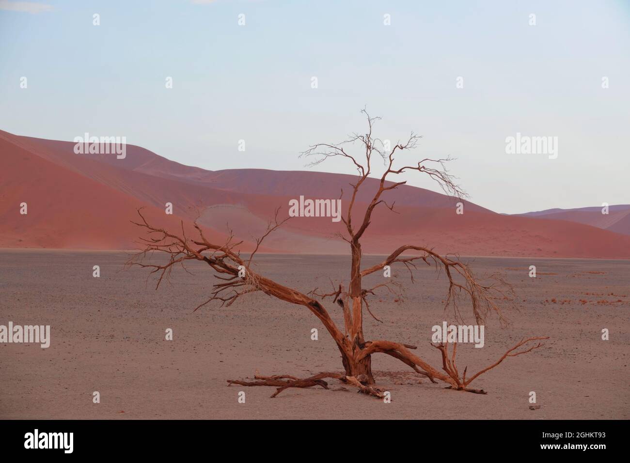 Le désert rouge, les arbres morts, et les touristes randonnée dans les dunes de sable. Sossusvlei est une casserole de sel et d'argile entourée de hautes dunes rouges, Namib-Naukluft Nati Banque D'Images