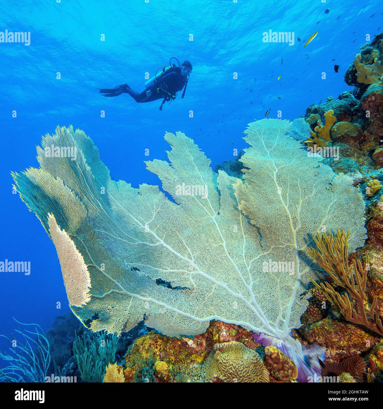 Taucherin betrachtet Vénus Seefächer (Gorgonia flabellum) , Fächerkoralle, Hornkoralle, Gorgonia, Karibik Banque D'Images