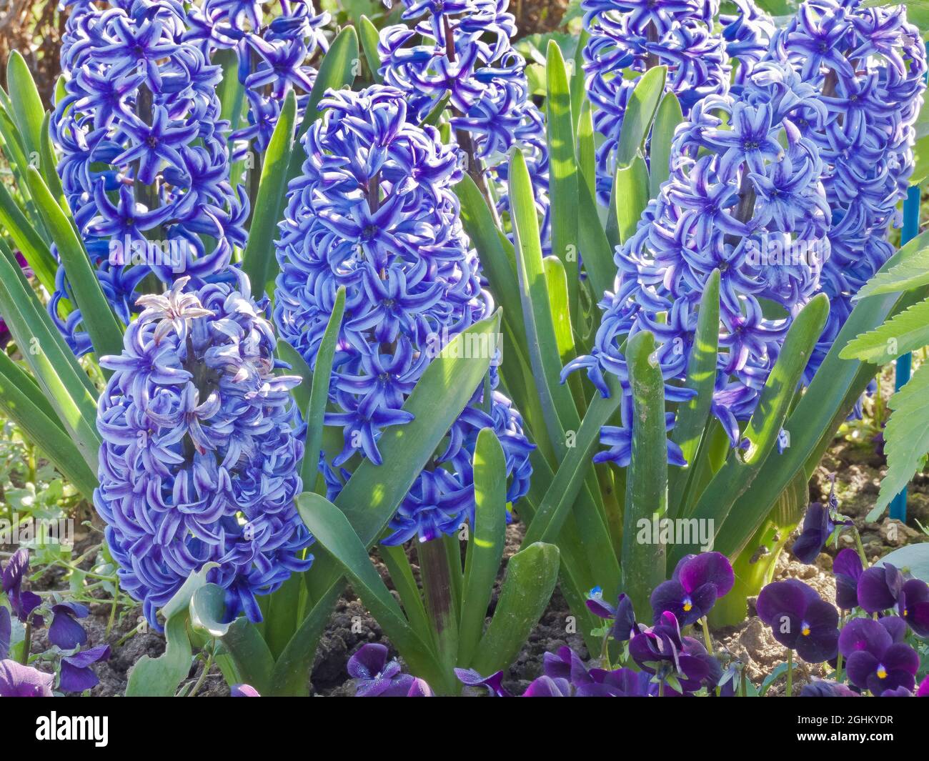 Jacinthe 'Peter Stuyvesant' en fleur dans un jardin Photo Stock - Alamy