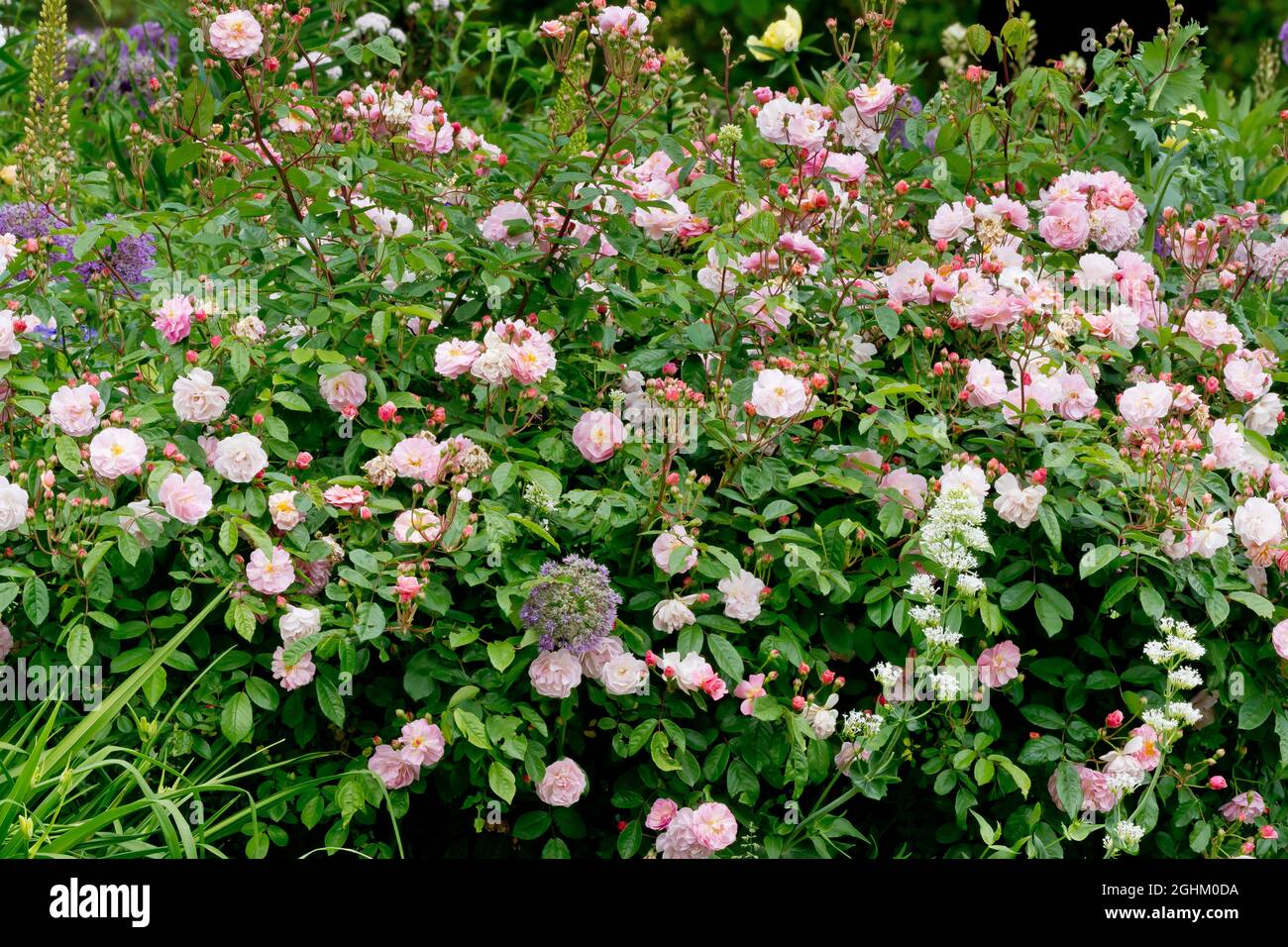 Rosier 'Cornelia' en fleur dans un jardin Photo Stock - Alamy