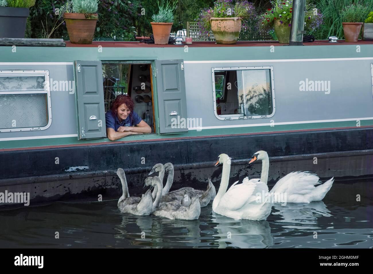 Nourrissant des cygnes d'un bateau à rames sur le canal du Staffordshire et du Worcestershire, Great Haywood, Staffordshire Banque D'Images