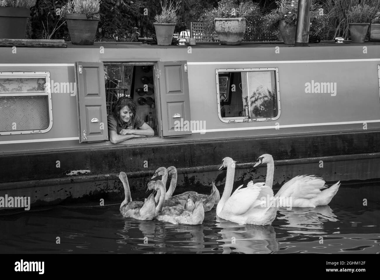 Nourrissant des cygnes d'un bateau à rames sur le canal du Staffordshire et du Worcestershire, Great Haywood, Staffordshire Banque D'Images