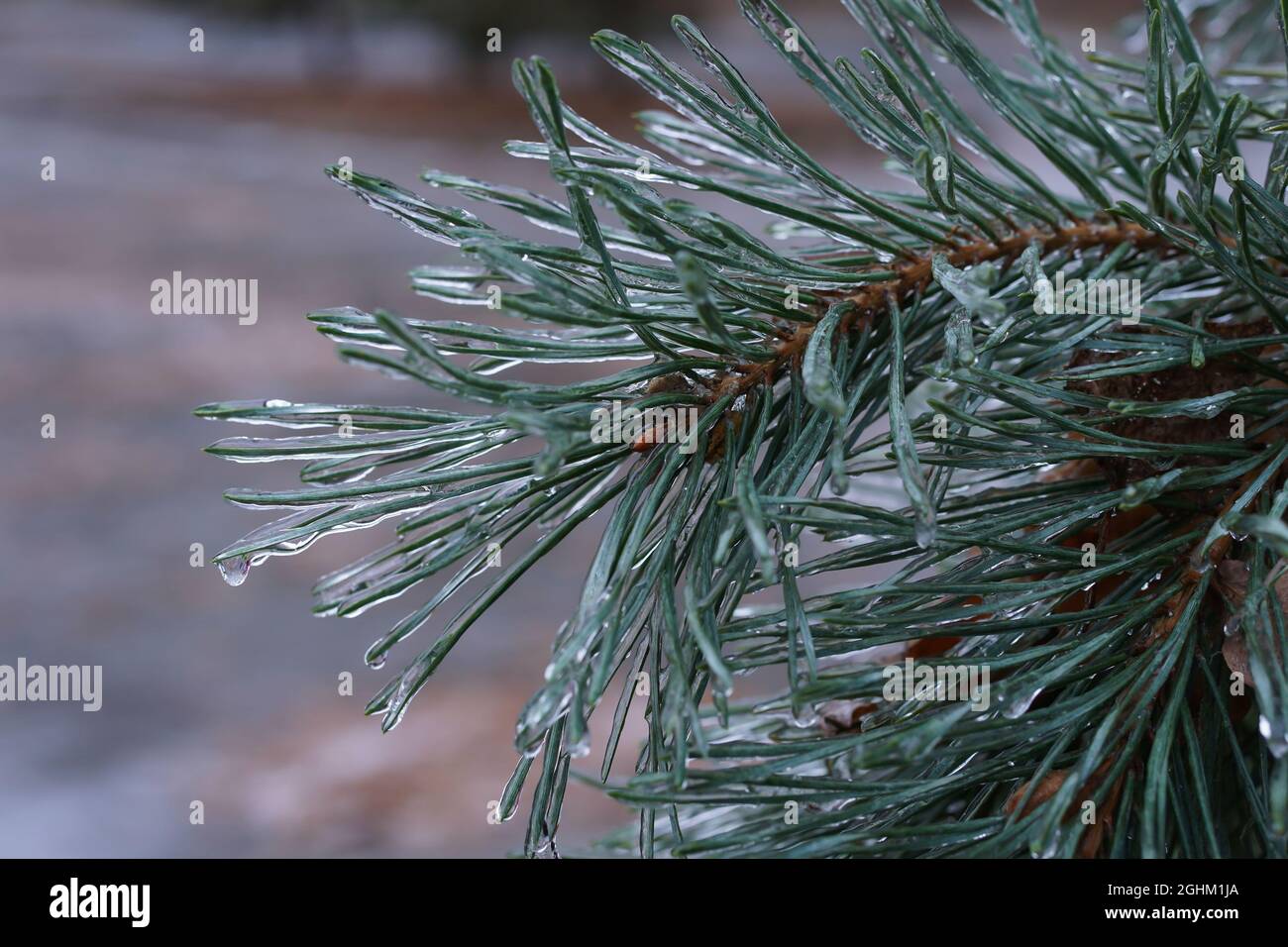 Une branche de pin couvrait la glace et la neige après une pluie verglacée. Concept de la nature. Mise au point sélective sur une partie centrale de la photo. Effet bokeh. Banque D'Images