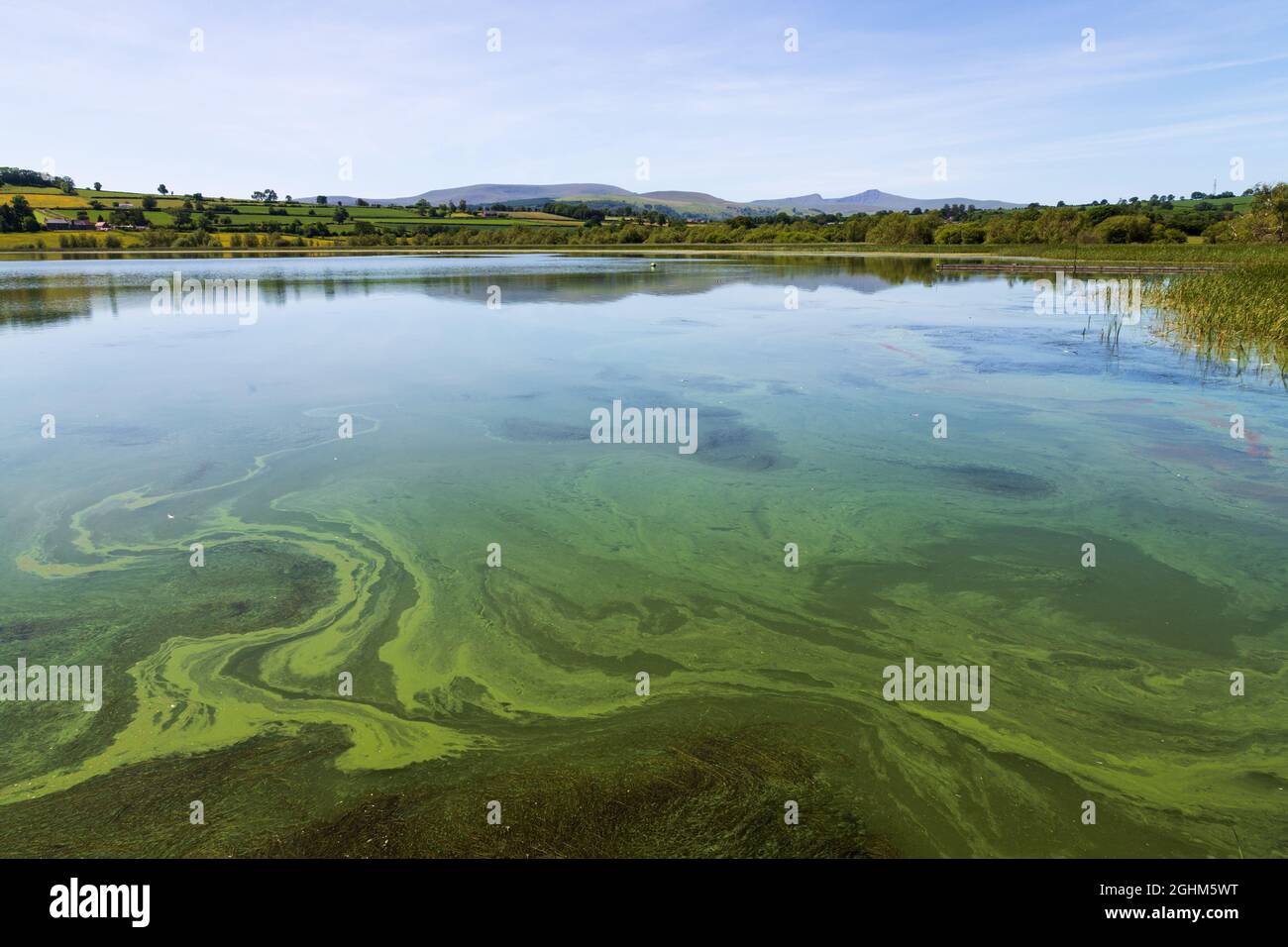 Les algues bleu-vert menacent la vie aquatique dans le lac de Llangors Brecon Beacons Banque D'Images