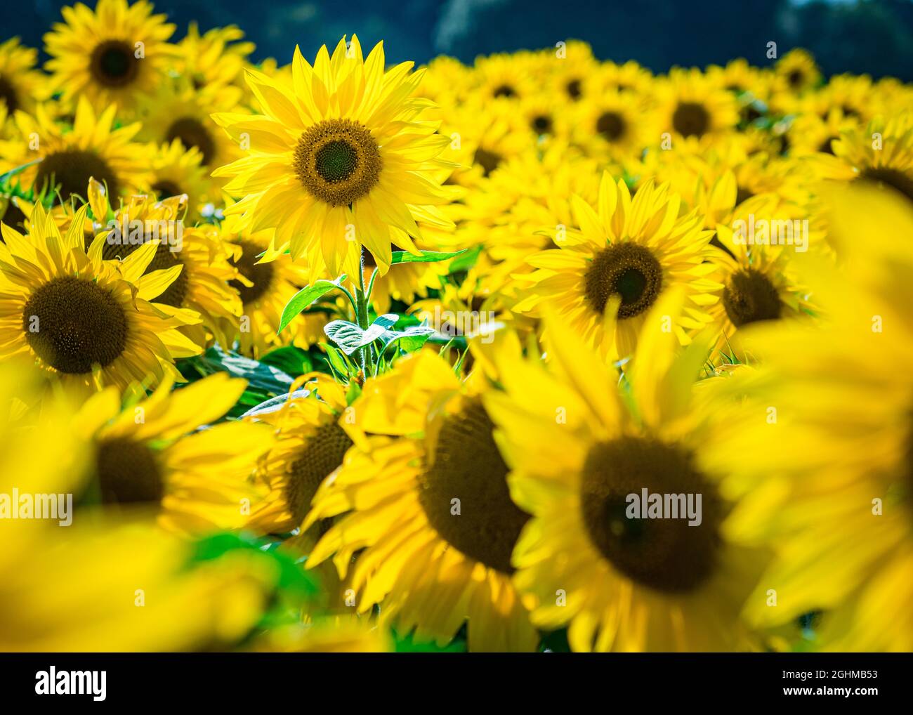 Soleil glorieux tournesols et un piano original à la ferme Pop up à Hertfordshire, Royaume-Uni Banque D'Images