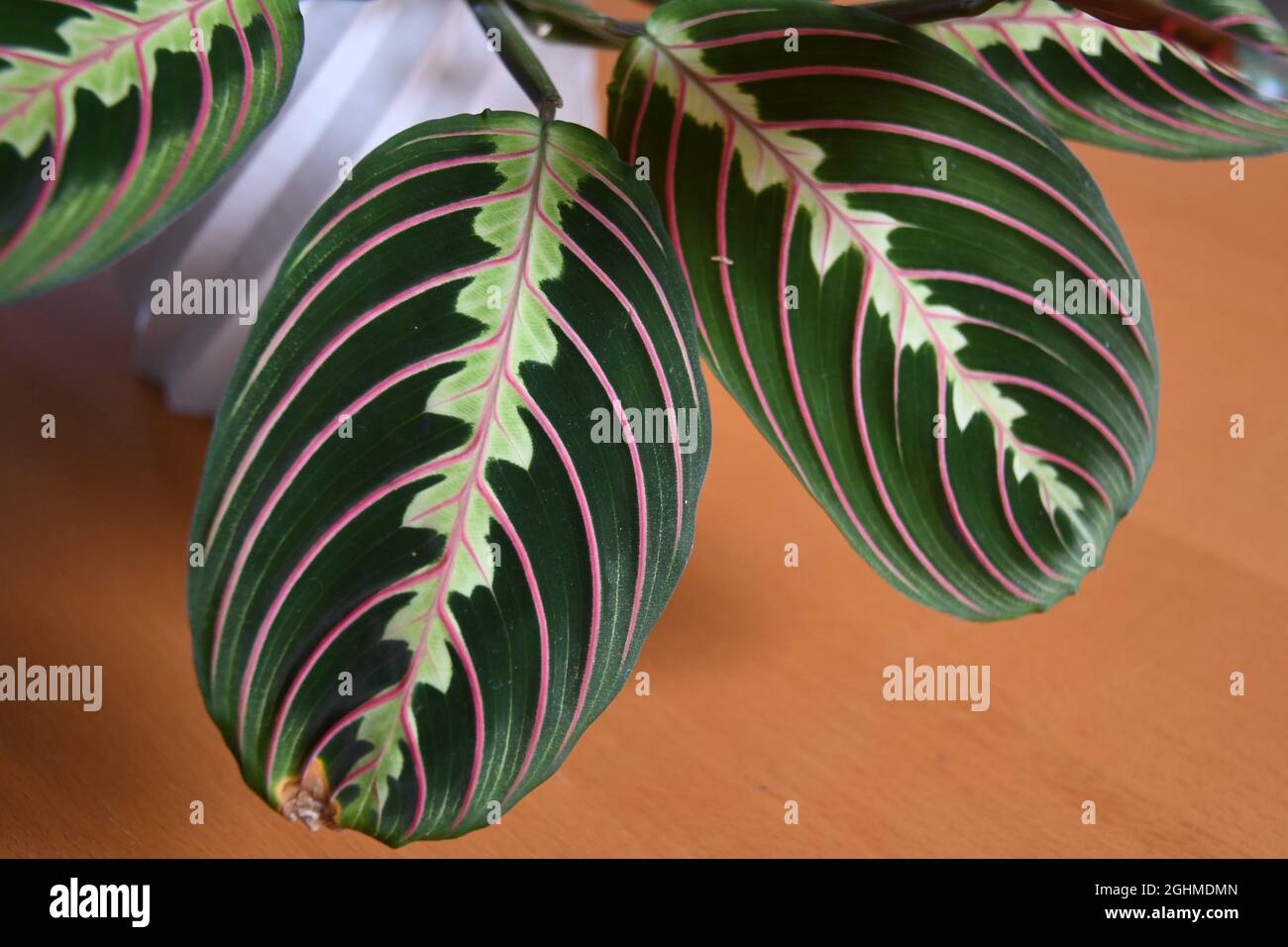 Gros plan de la plante de prière (Maranta leuconeura) en pot blanc. Bois brun en arrière-plan. Banque D'Images