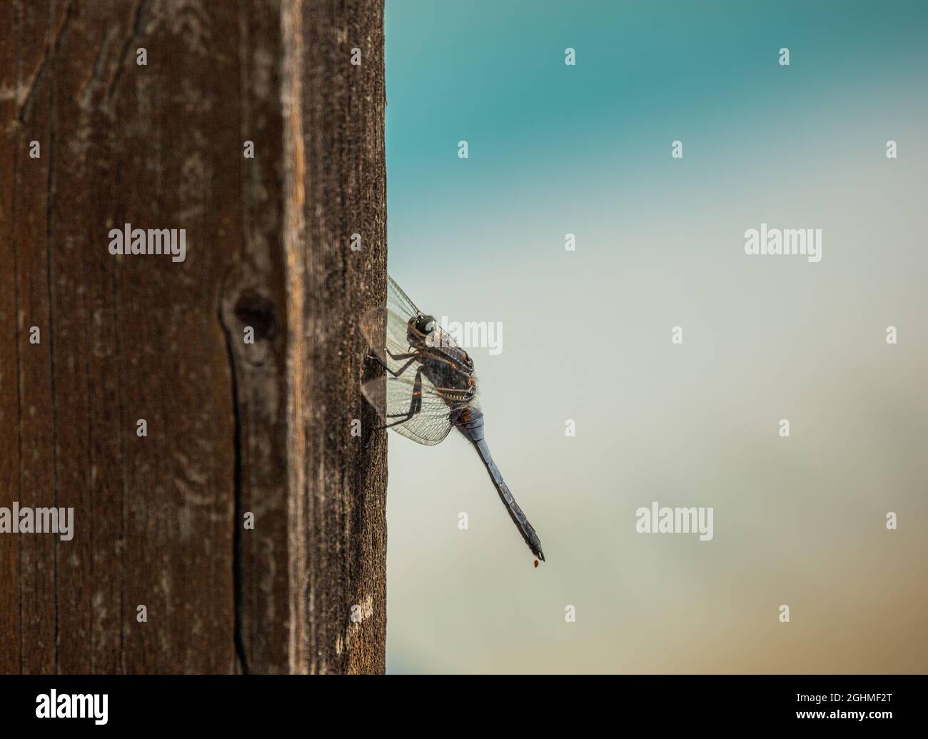 Orthetrum chrysostigma, Epaulet Skimmer reposant sur un poteau en bois Banque D'Images