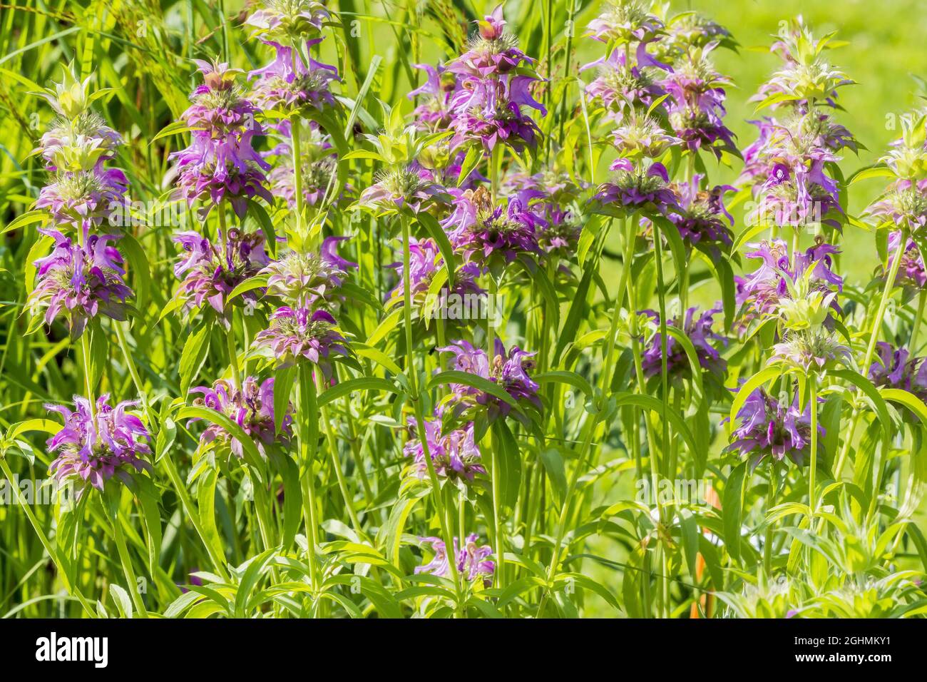 Monarda citriodara 'Lambada' Banque D'Images