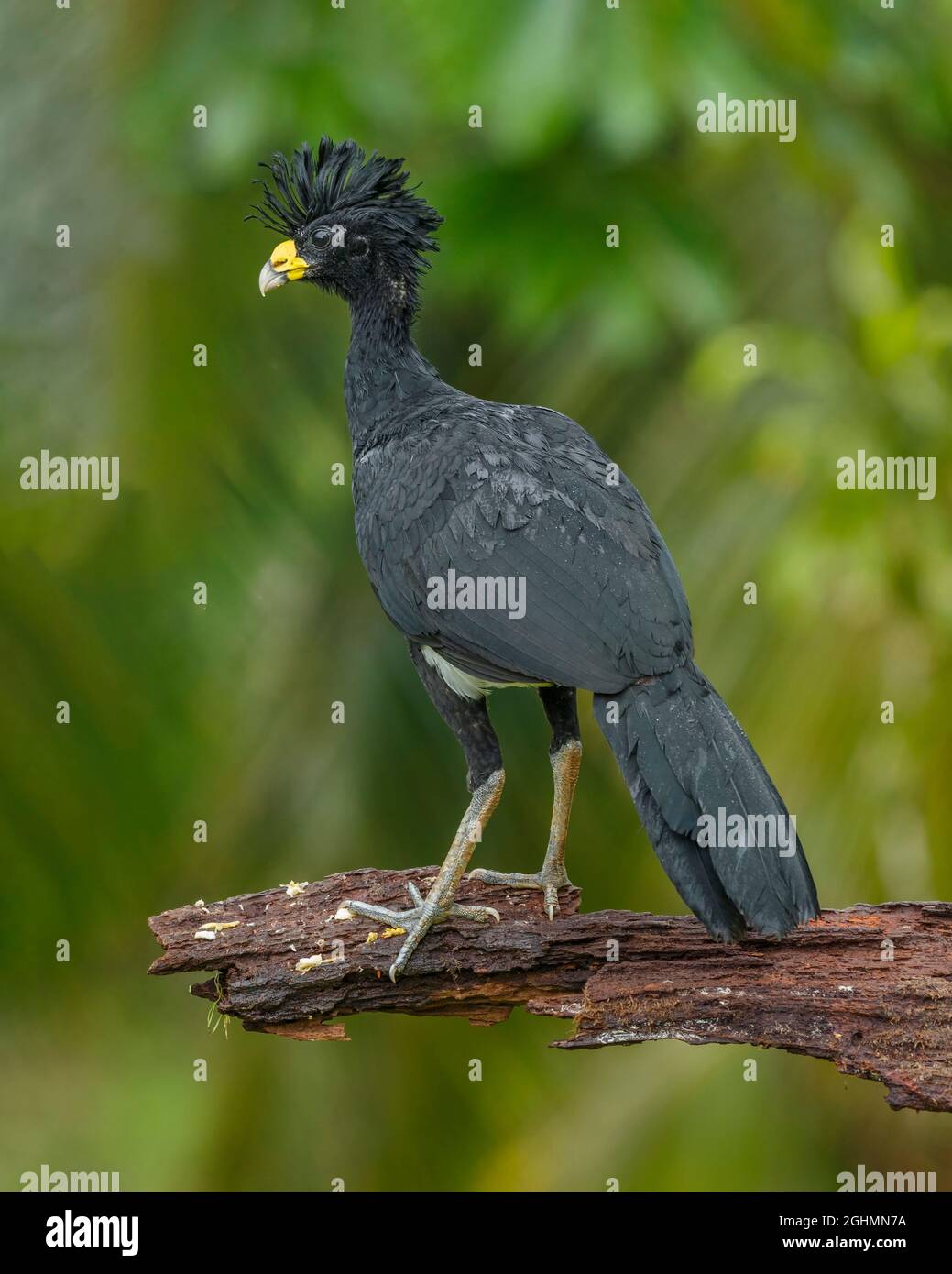 Grand Curassow (Crax rubra), homme, Costa Rica Banque D'Images