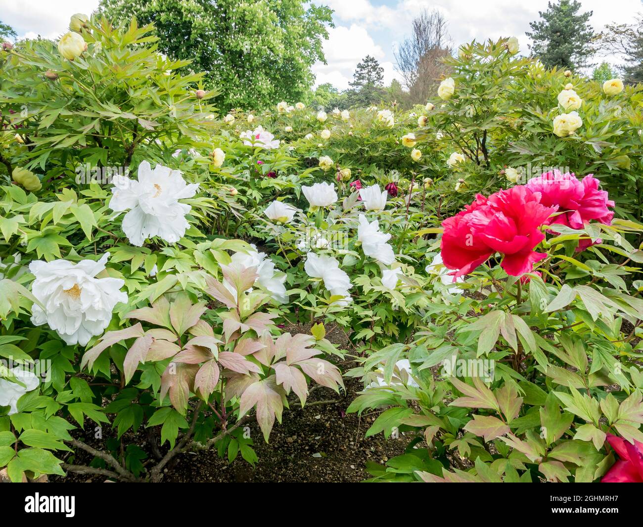 Massif de pivoines arbustives japonaises, Paeonia suffruticosa 'Shin