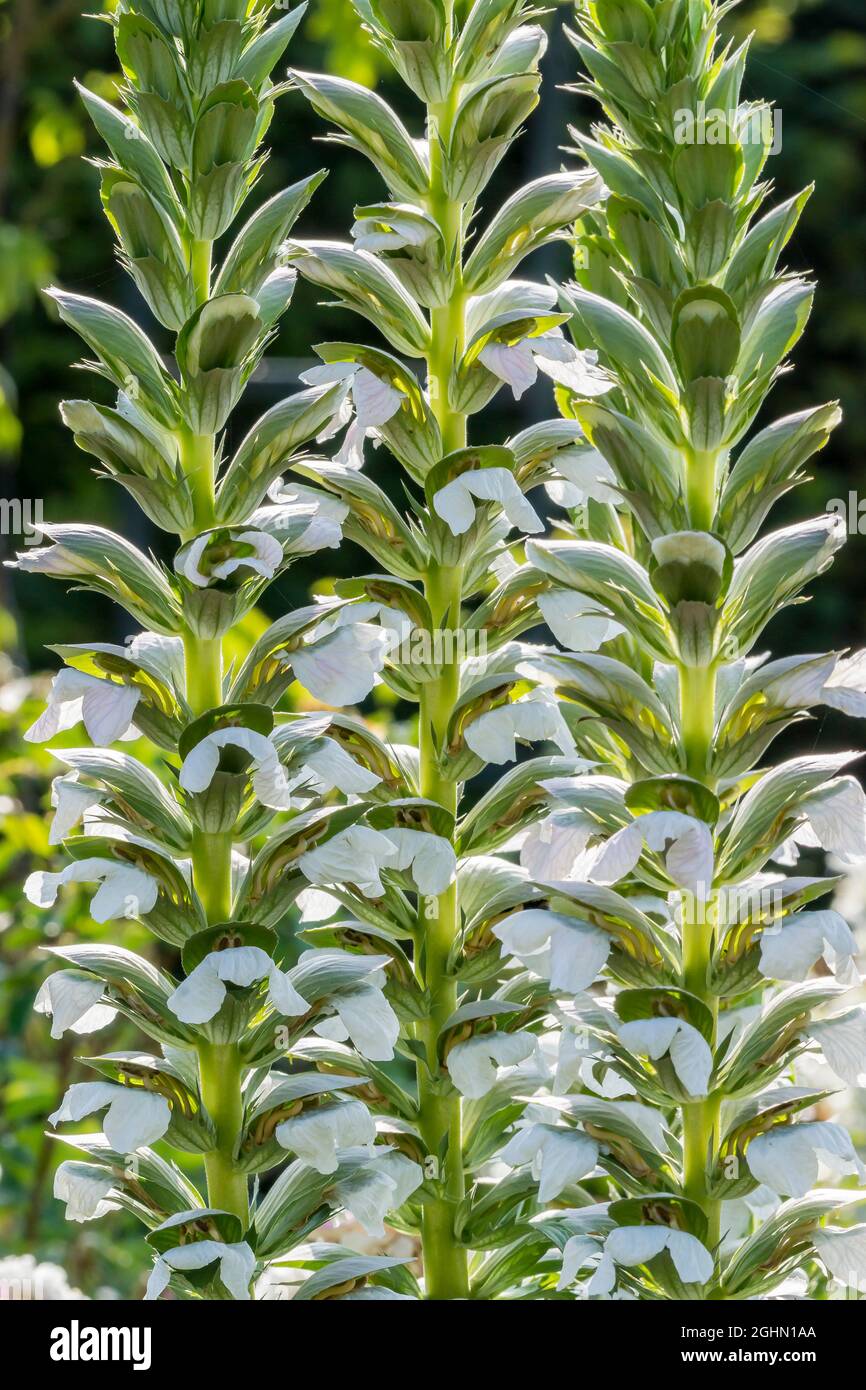 Acanthus spinosus Banque D'Images