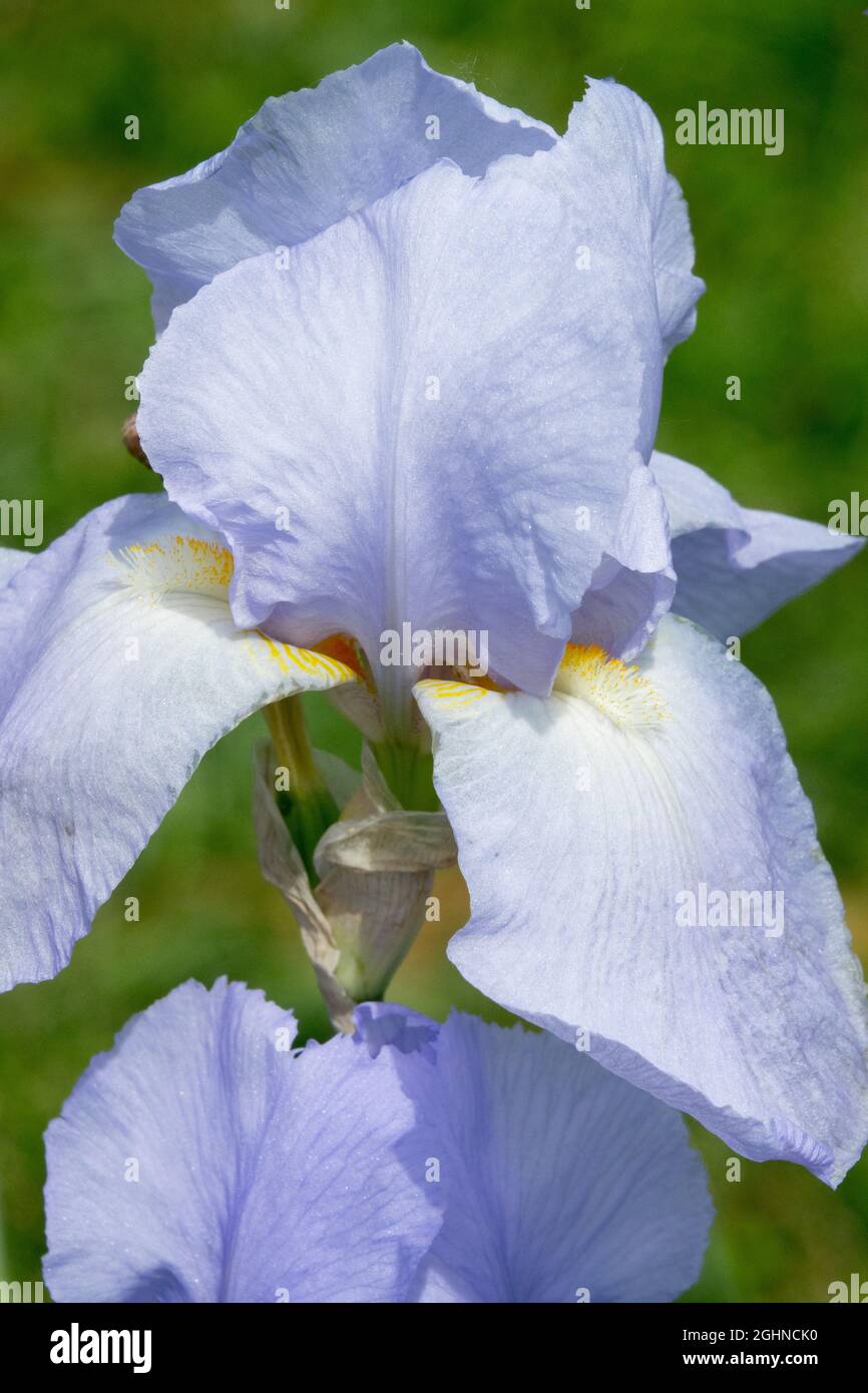 Fleur d'iris bleu pâle Grand Iris à barbe Cahokia Banque D'Images