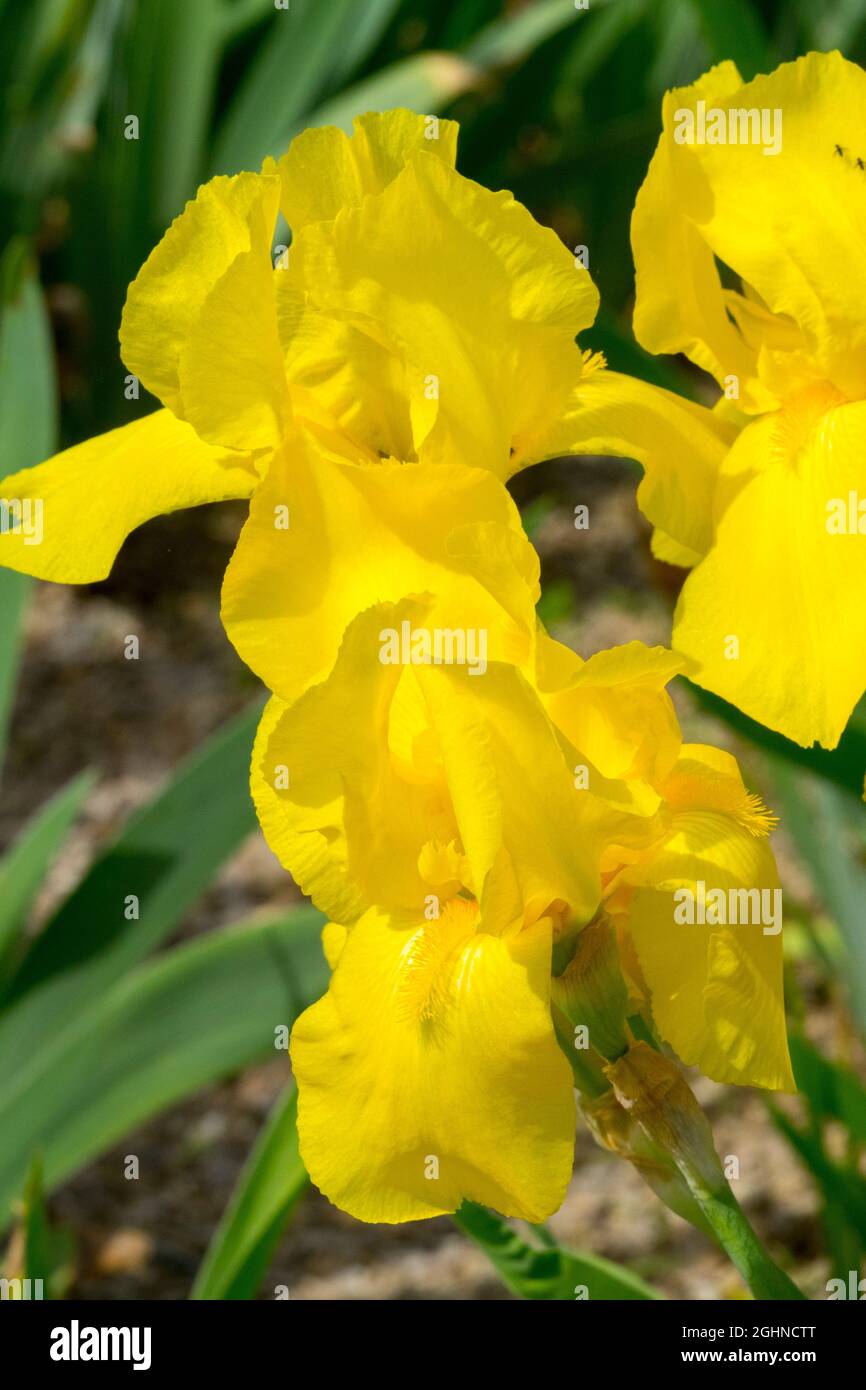 Grand fleur à barbe en forme d'iris « Golden Sunshine » Banque D'Images