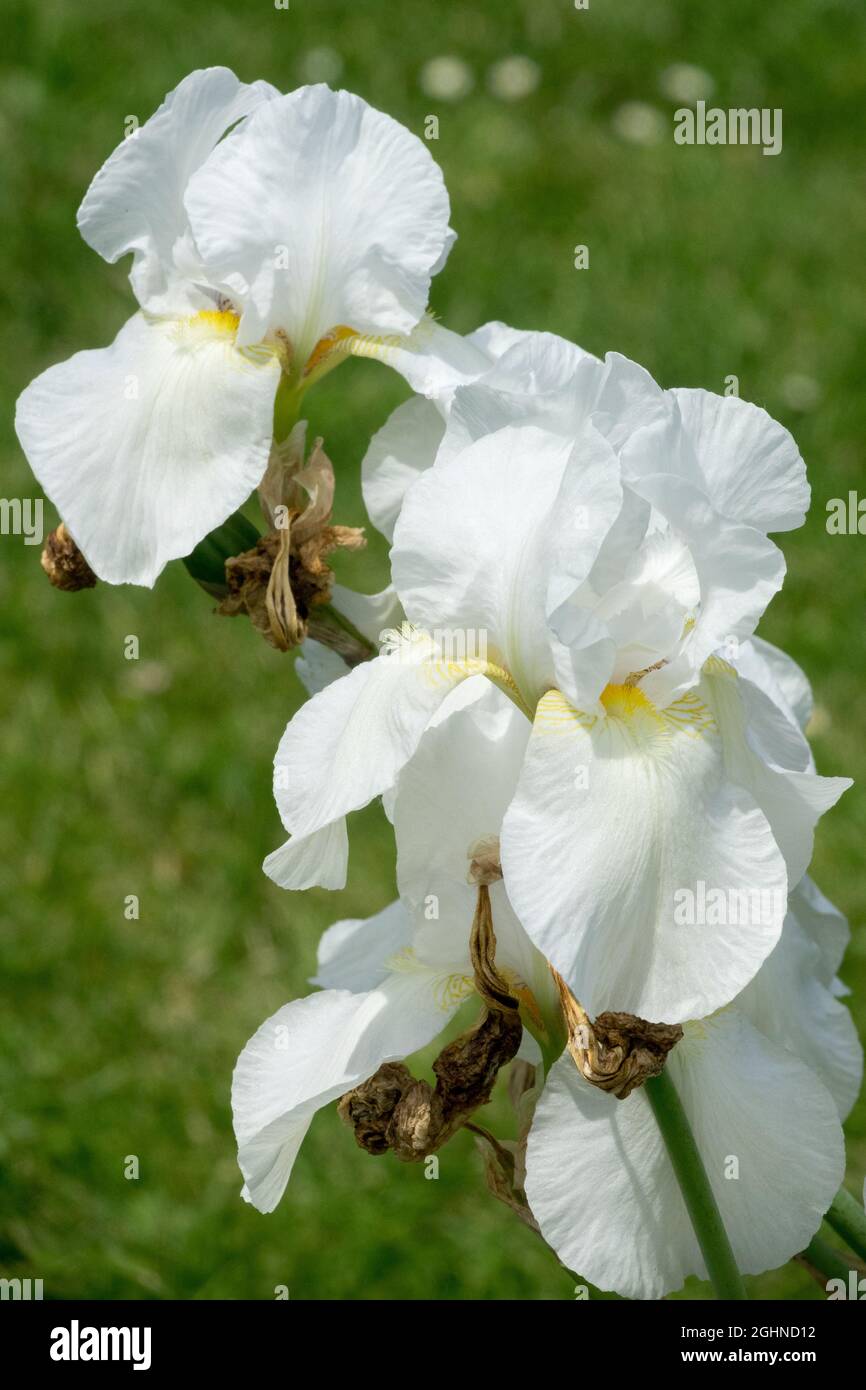 Grand iris blanc à barbe « Lady Boscawen » Banque D'Images