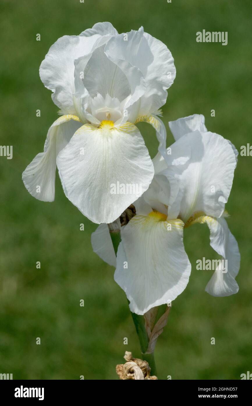 Fleur d'iris blanche, grand iris barbu 'Lady Boscawen' Grande fleur d'iris barbu dans le jardin, beauté blanc fleur d'iris fond vert Banque D'Images